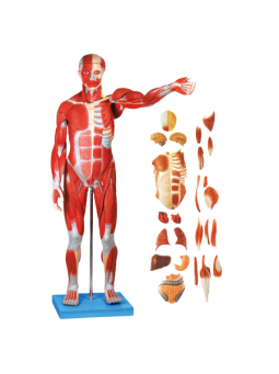 MUSCLES OF MALE WITH INTERNAL ORGANS